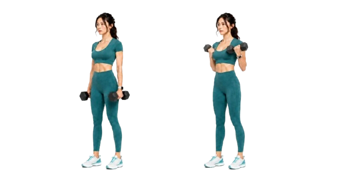Hammer Curl demonstration